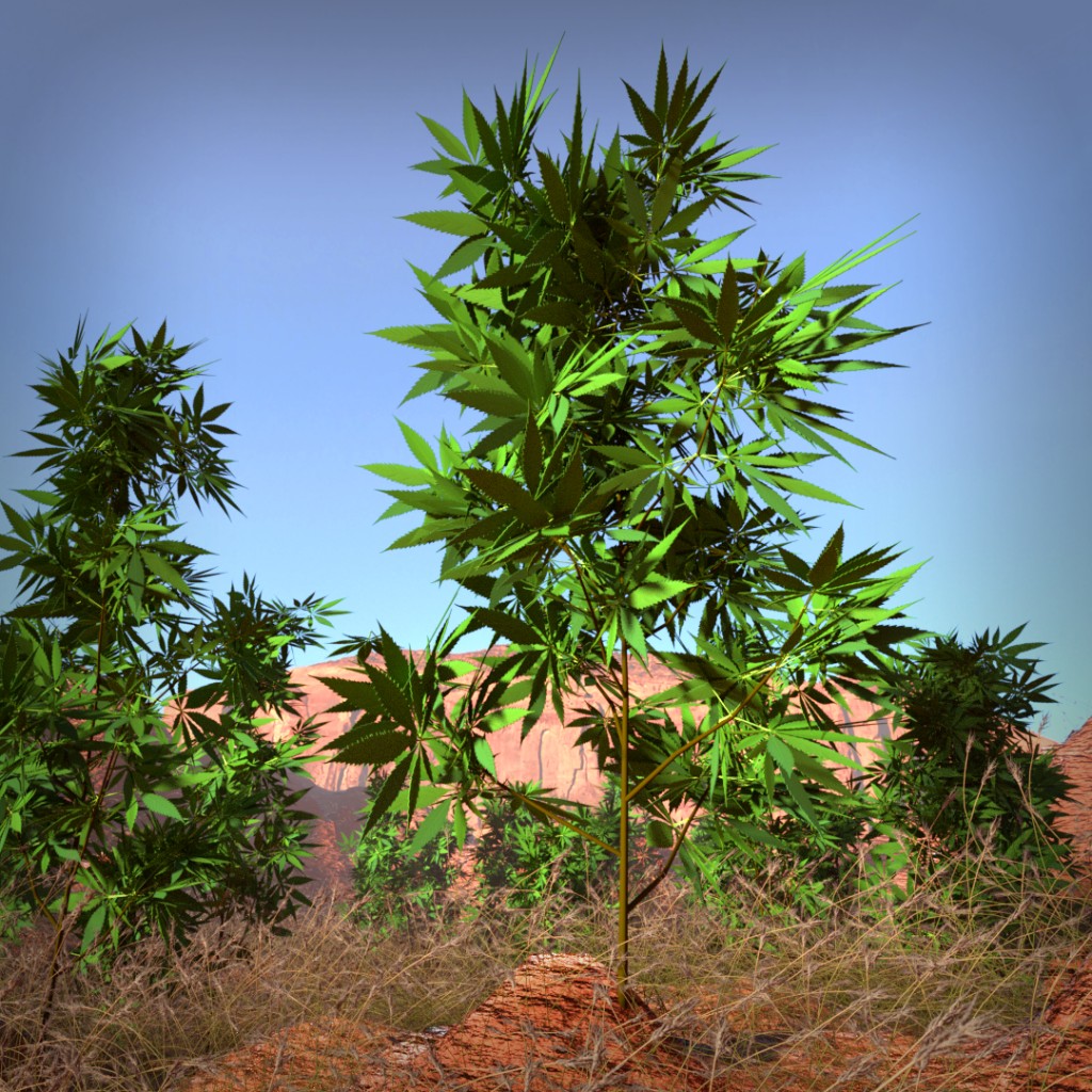 Hemp, Weed, Cannabis Sativa preview image 2